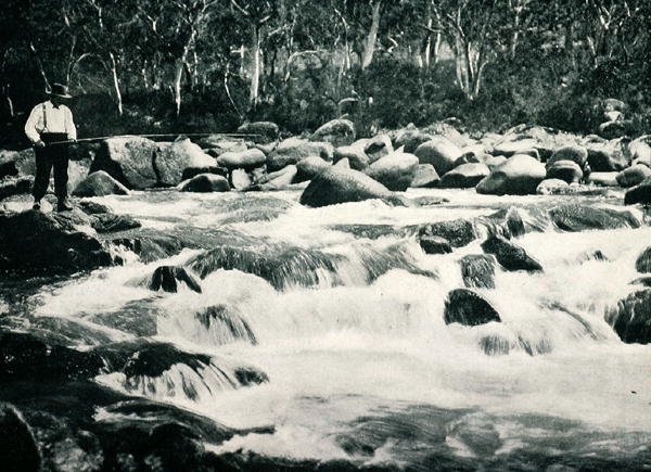 Taimenkosket Snowy Riverissä, Jindabynessa, Uudessa Etelä-Walesissa, noin 1900, julkaisusta Under the Southern Cross - Glimpses of Australia, jonka on julkaissut Department of External Affairs, Melbourne tekijältä Photographer Australian