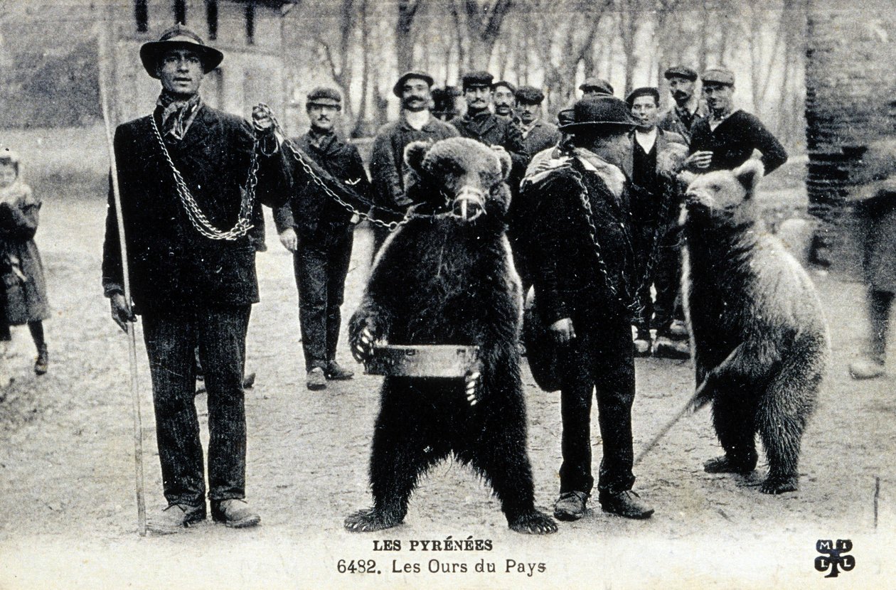 Karhunäyttelyt Pyreneillä, noin 1900 (s/w-kuva). tekijältä Photographer French