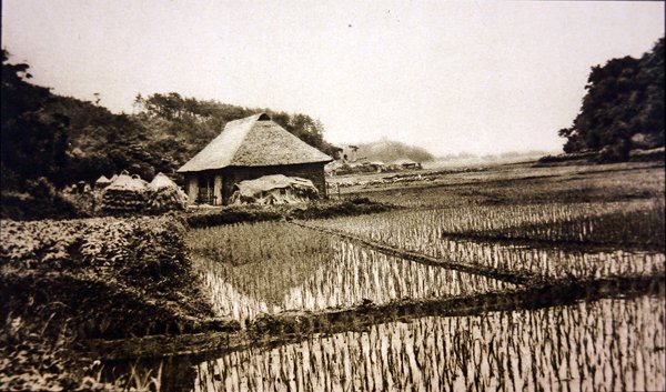 Japanin riisipellot tekijältä Photographer Japanese