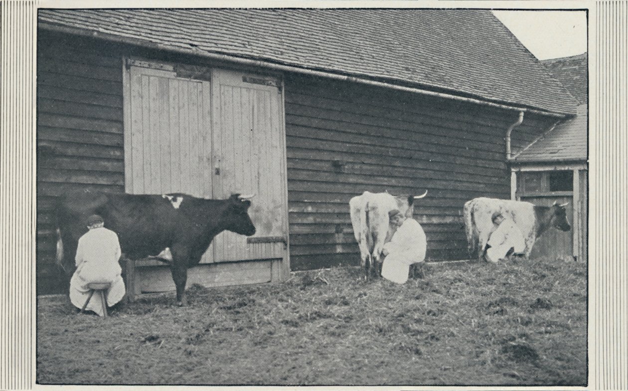 Lypsylehmiä, 1910 tekijältä Pictorial Agency