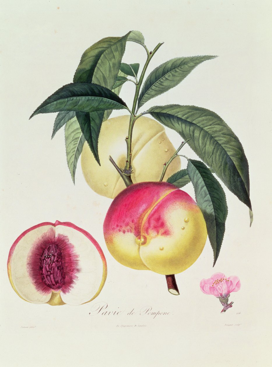 Pavie de Pompone, kaiverrus Bouquet tekijältä Pierre Antoine Poiteau