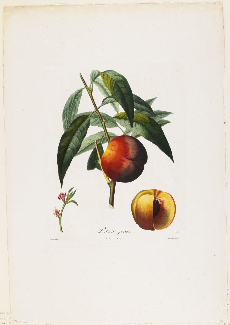 Keltainen pavia. (Persikat), Traite des Arbres Fruitiers, 1807-35 (käsinvärinen pistekaiverrus) tekijältä Pierre Antoine Poiteau