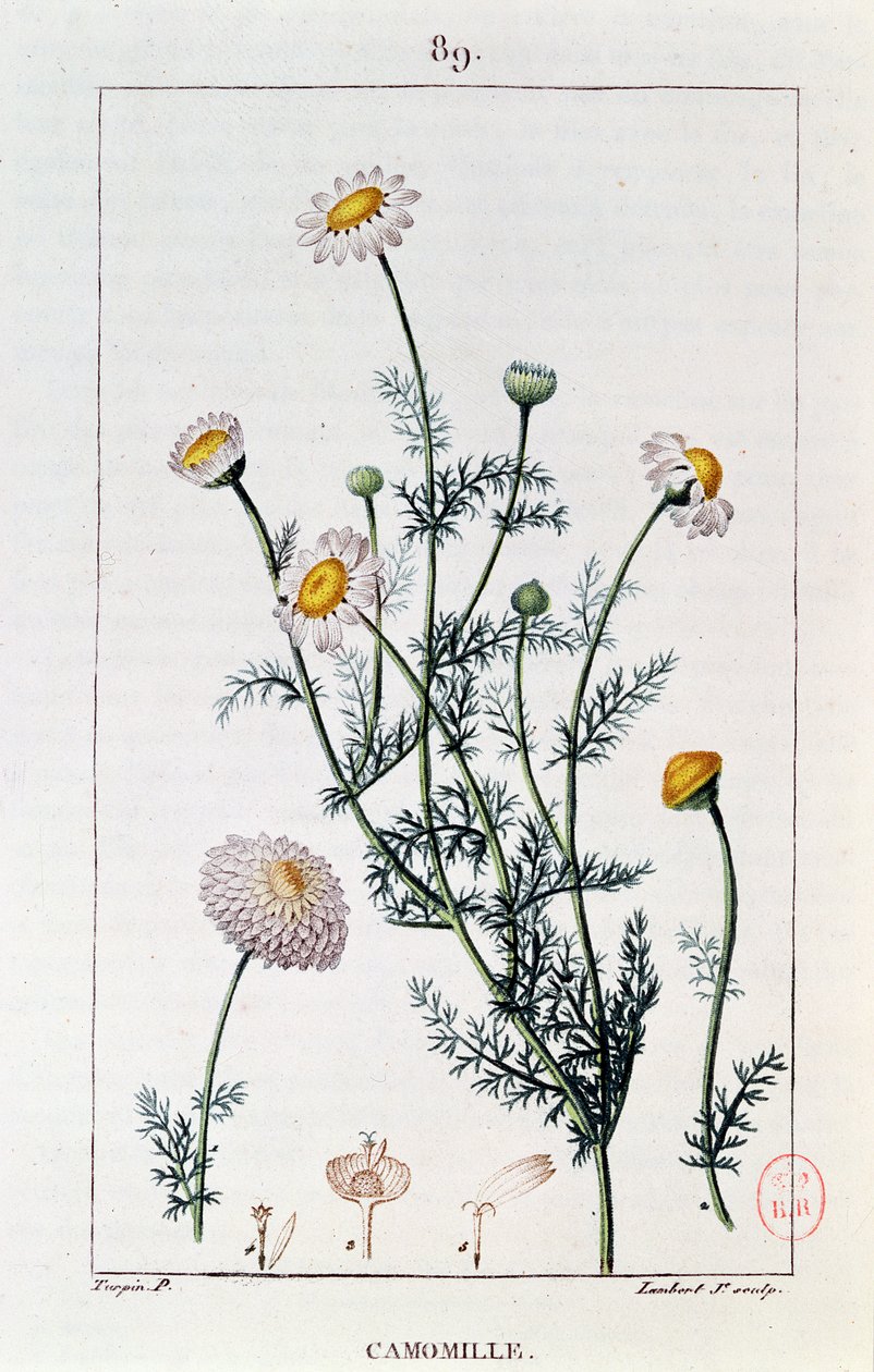 Kamomilla, kopio lautasesta Francois-Pierre Chaumetonin (1775-1819) "Flore medicalesta" tekijältä Pierre Jean Francois Turpin