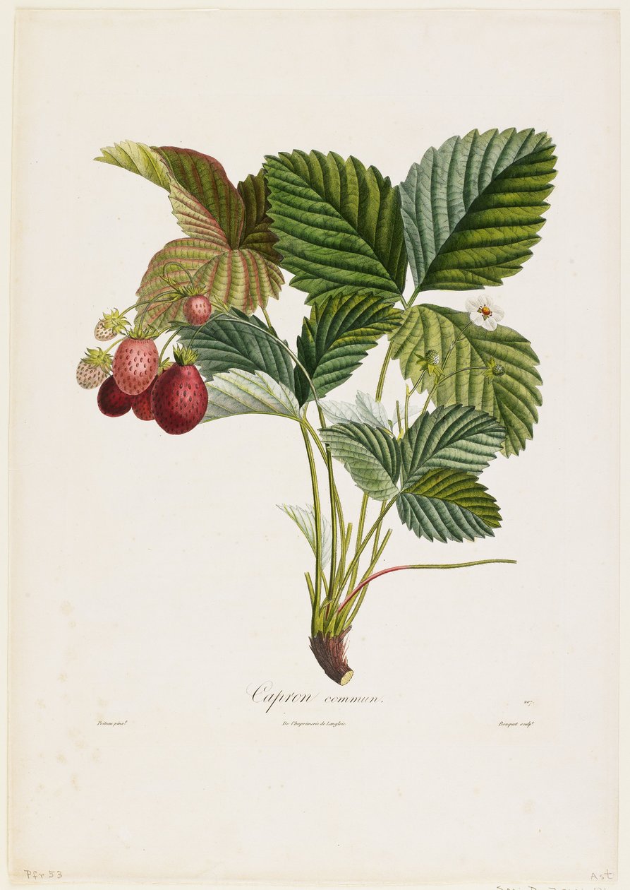 Tavallinen Capron. (Mansikat), Traite des Arbres Fruitiers, 1807-35 (käsinvärinen pistekaiverrus) tekijältä Pierre Jean Francois Turpin