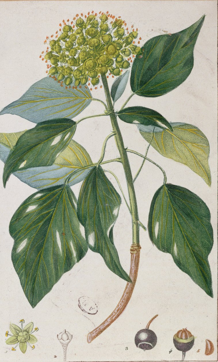 Kiipeily Ivy, kasvitieteellinen levy, n. 1820 tekijältä Pierre Jean Francois Turpin