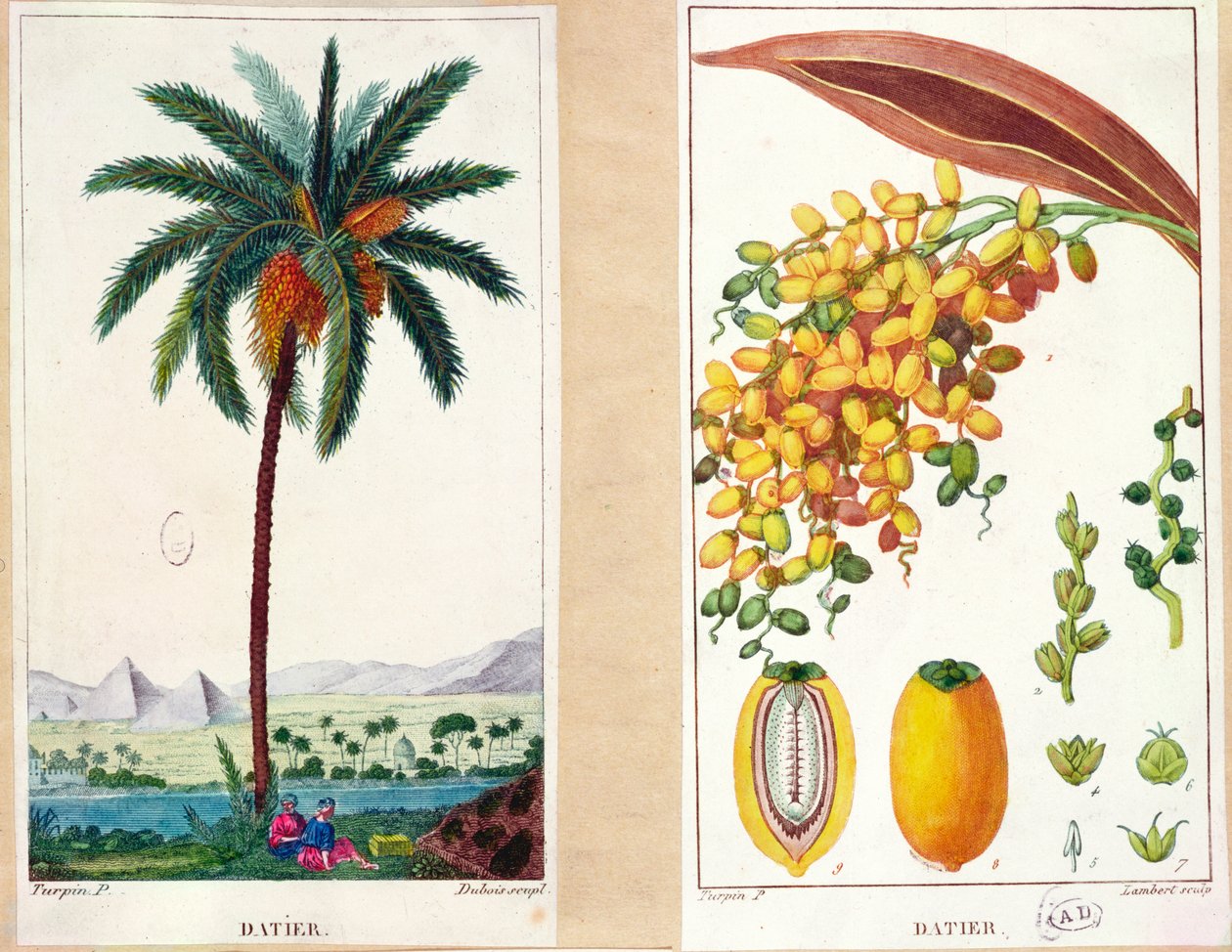 Taatelipuu ja hedelmät, 1800-luvun alku (värikaiverrus) tekijältä Pierre Jean Francois Turpin