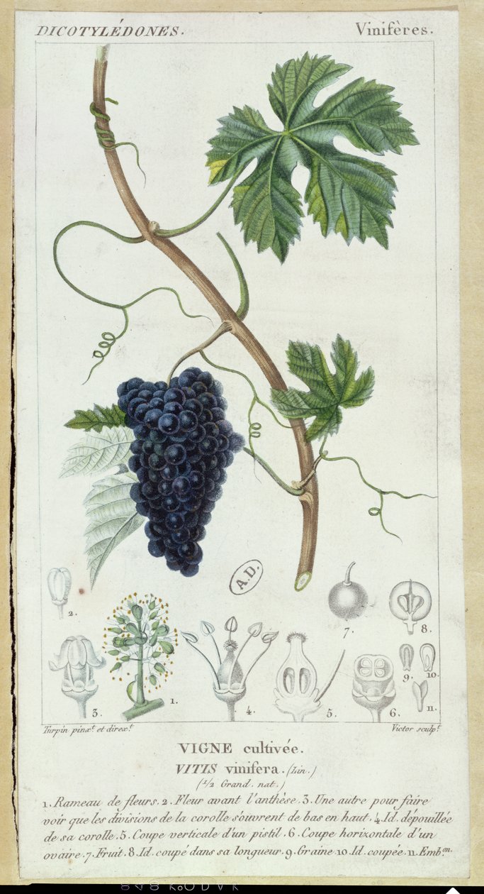 Viiniköynnöksen (Vitis Vinifera) kasvitieteellinen levy, n. 1820 tekijältä Pierre Jean Francois Turpin