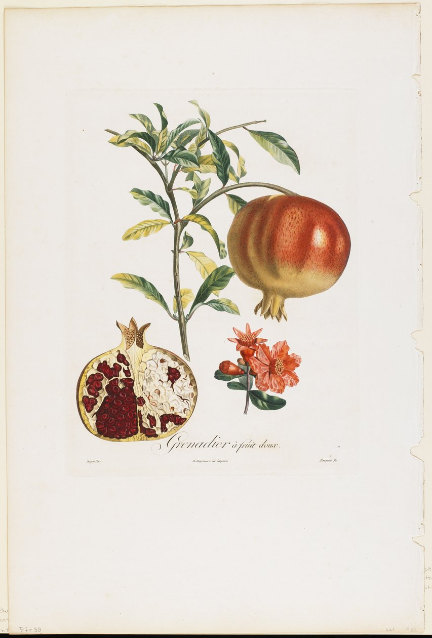 Makea hedelmägranaattiomena, Traite des Arbres Fruitiers, 1807-35 (käsinvärinen pistekaiverrus) tekijältä Pierre Jean Francois Turpin