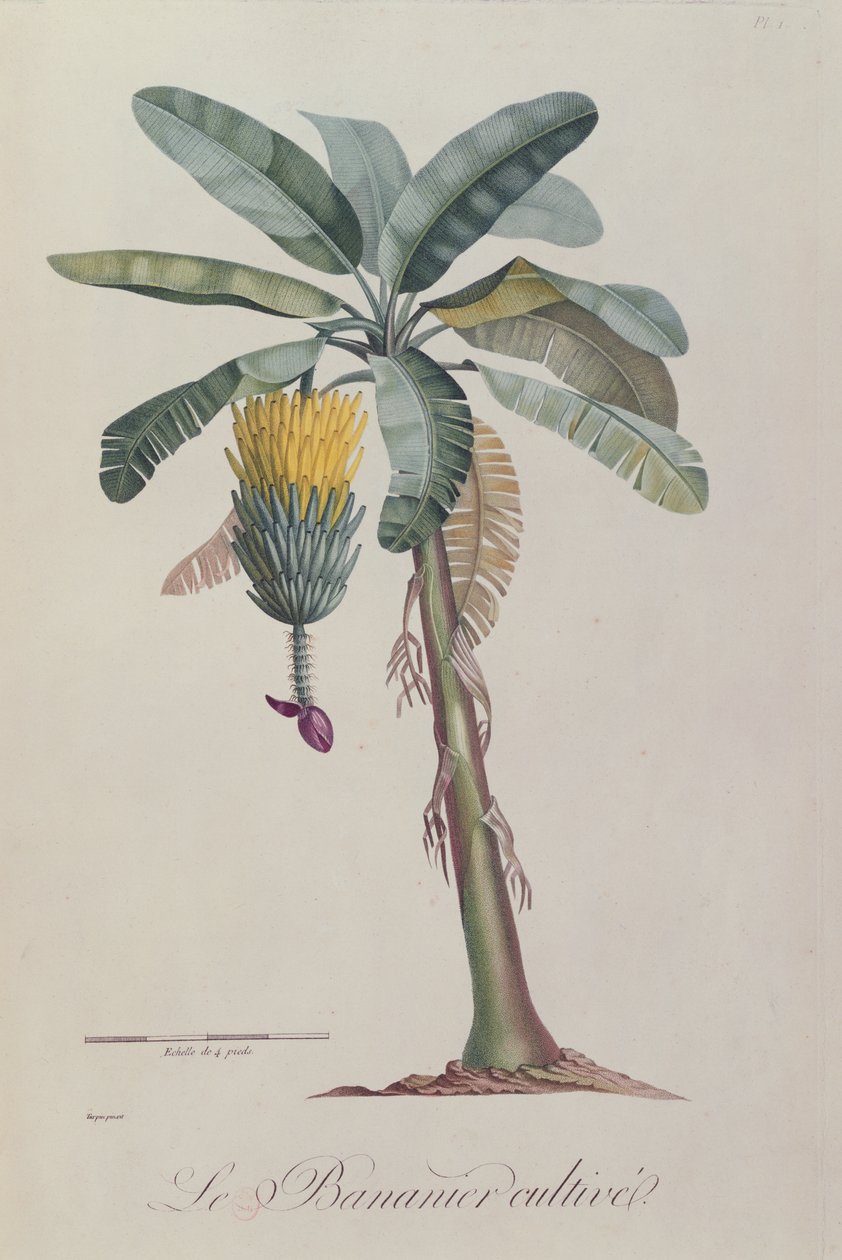 Banaanipuu, François Richard de Tussacin teoksesta "Flore des Antilles", 1808. tekijältä Pierre Jean Francois Turpin