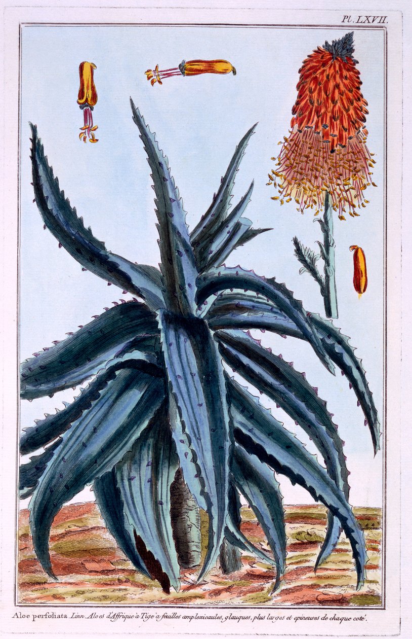 Aloe, kuvitus kokoelmasta "Collection Precieuse et Enluminee Des Floura", Pierre Joseph Buchoz, julkaistu 1776 tekijältä Pierre Joseph Buchoz