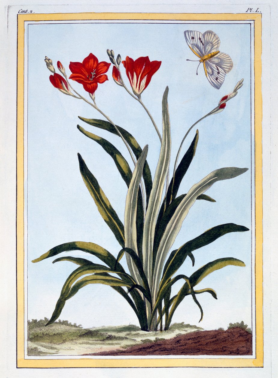 Cornlily, n. 1766 (käsinvärinen kaiverrus) tekijältä Pierre Joseph Buchoz
