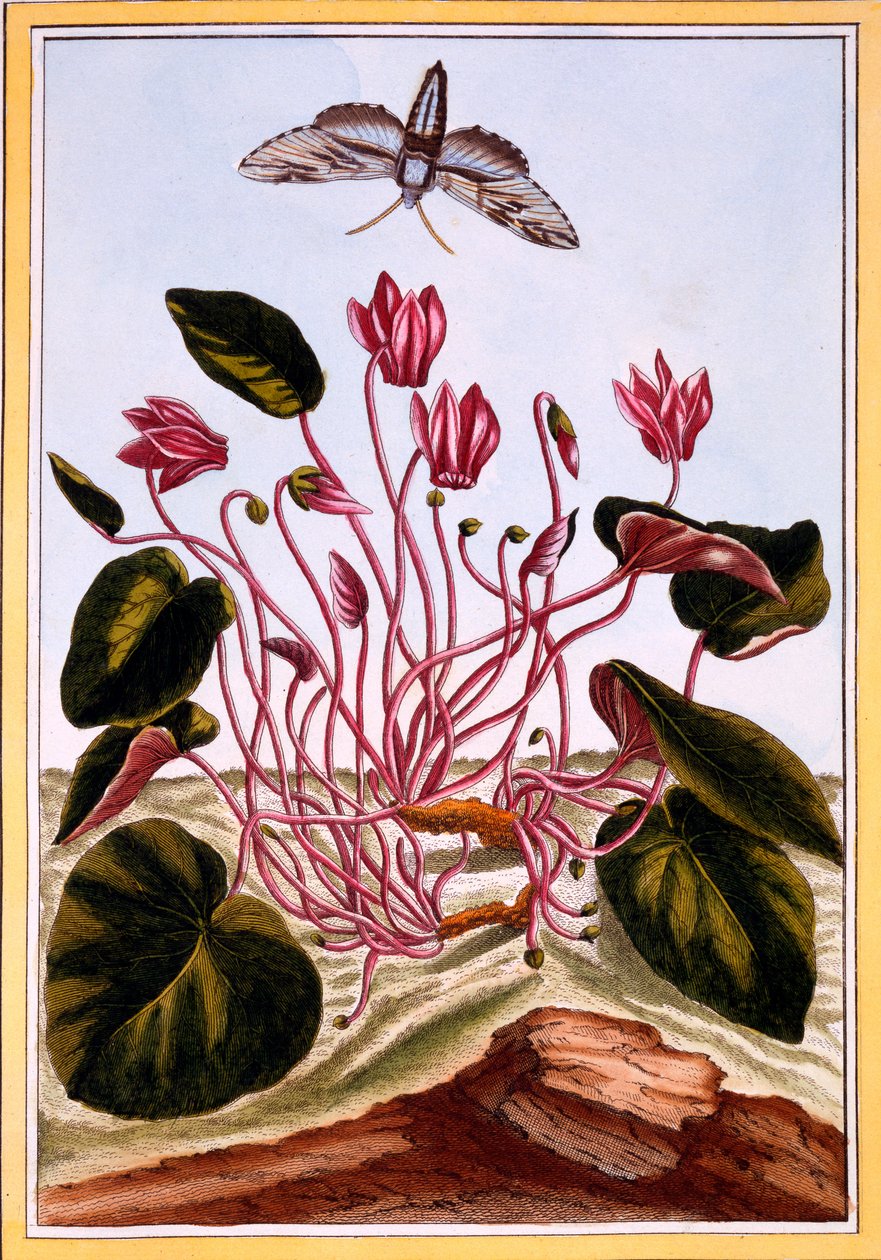Syklaami, n. 1766 (käsinvärinen kaiverrus) tekijältä Pierre Joseph Buchoz