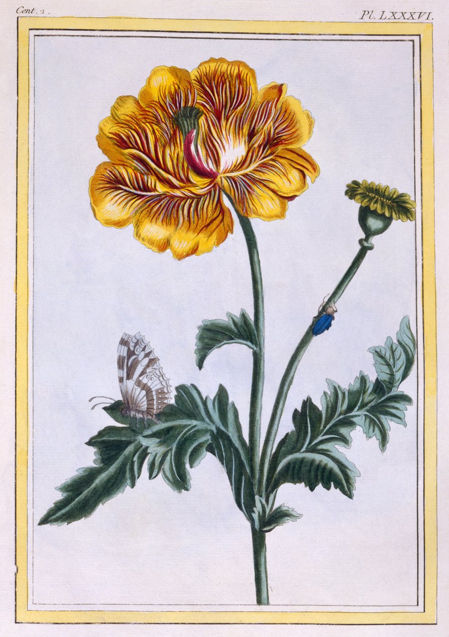 Kaksoishiipivä leinikki, Ranunculus repens Var: Pleniflorus, n. 1776 (käsinvärinen kaiverrus) tekijältä Pierre Joseph Buchoz