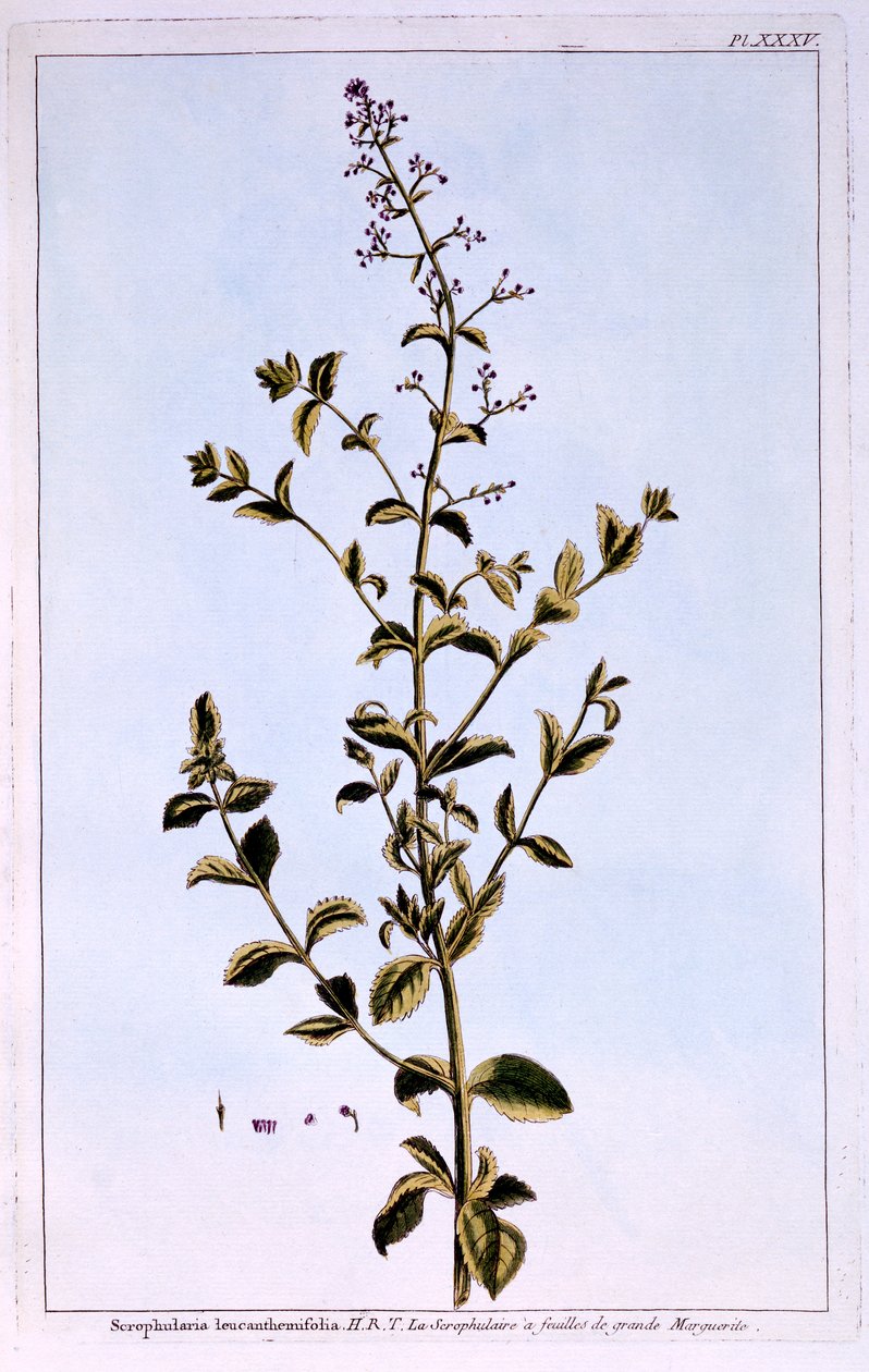 Figwort tai Scrofulaira tekijältä Pierre Joseph Buchoz