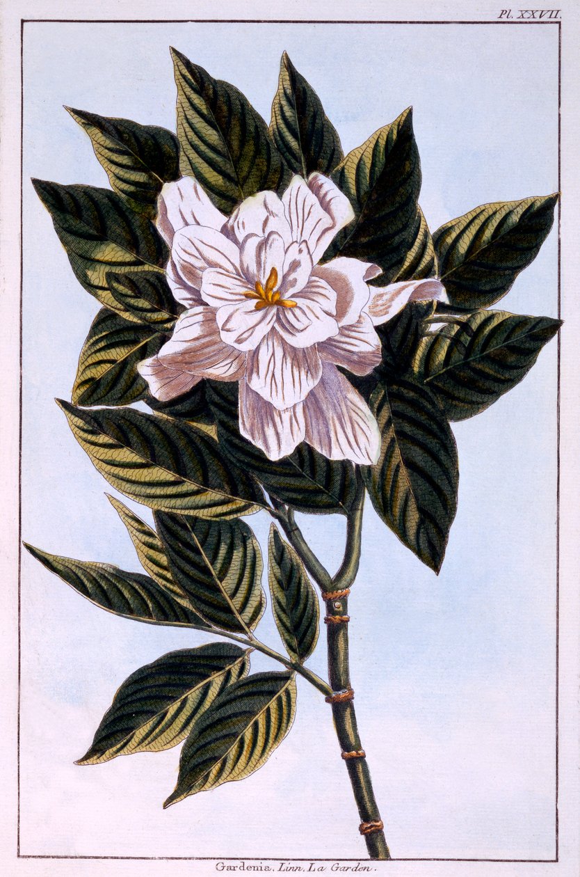 Gardenia G. augusta, kuvitus "Collection Precieuse et Enluminee Des Floura" osasta II, Pierre Joseph Buchoz, julkaistu 1776 tekijältä Pierre Joseph Buchoz