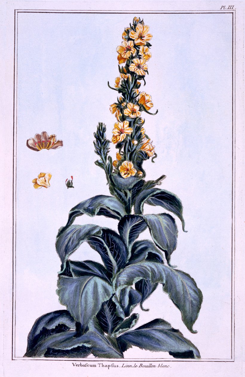 Suuri Mullein tekijältä Pierre Joseph Buchoz