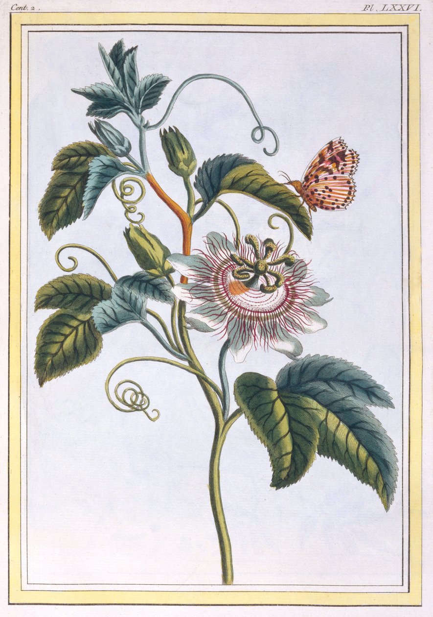 La Grenadille tai Le Maracot (sininen passionkukka), n. 1766 (käsinvärinen kaiverrus) tekijältä Pierre Joseph Buchoz