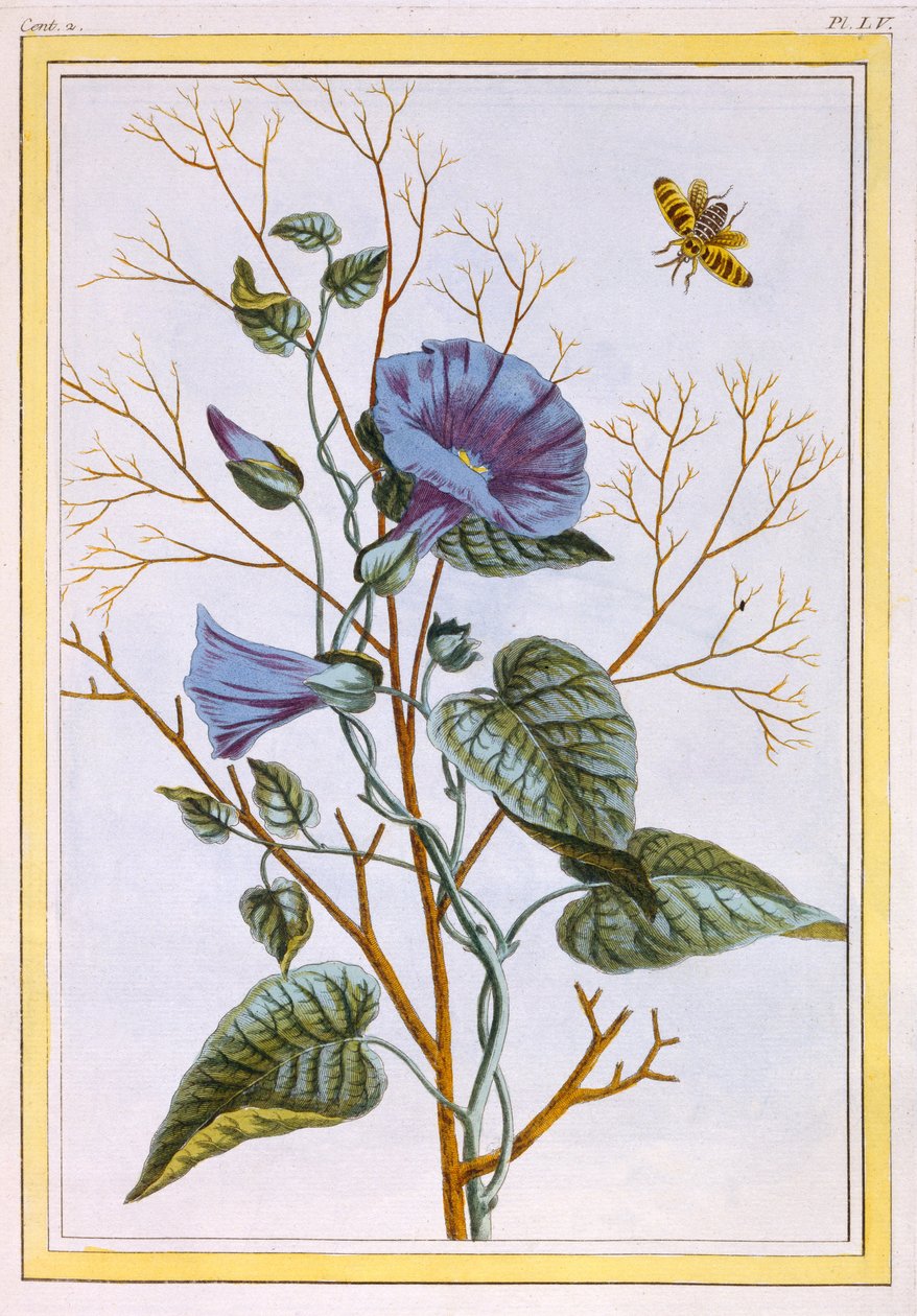 Le Grand Liseron Violet (Convovlus), n.1776 (käsinvärinen kaiverrus) tekijältä Pierre Joseph Buchoz