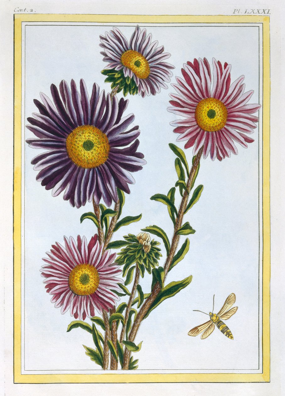Livingstone Daisy Dorotheanthus, c1776 (käsinvärinen kaiverrus) tekijältä Pierre Joseph Buchoz