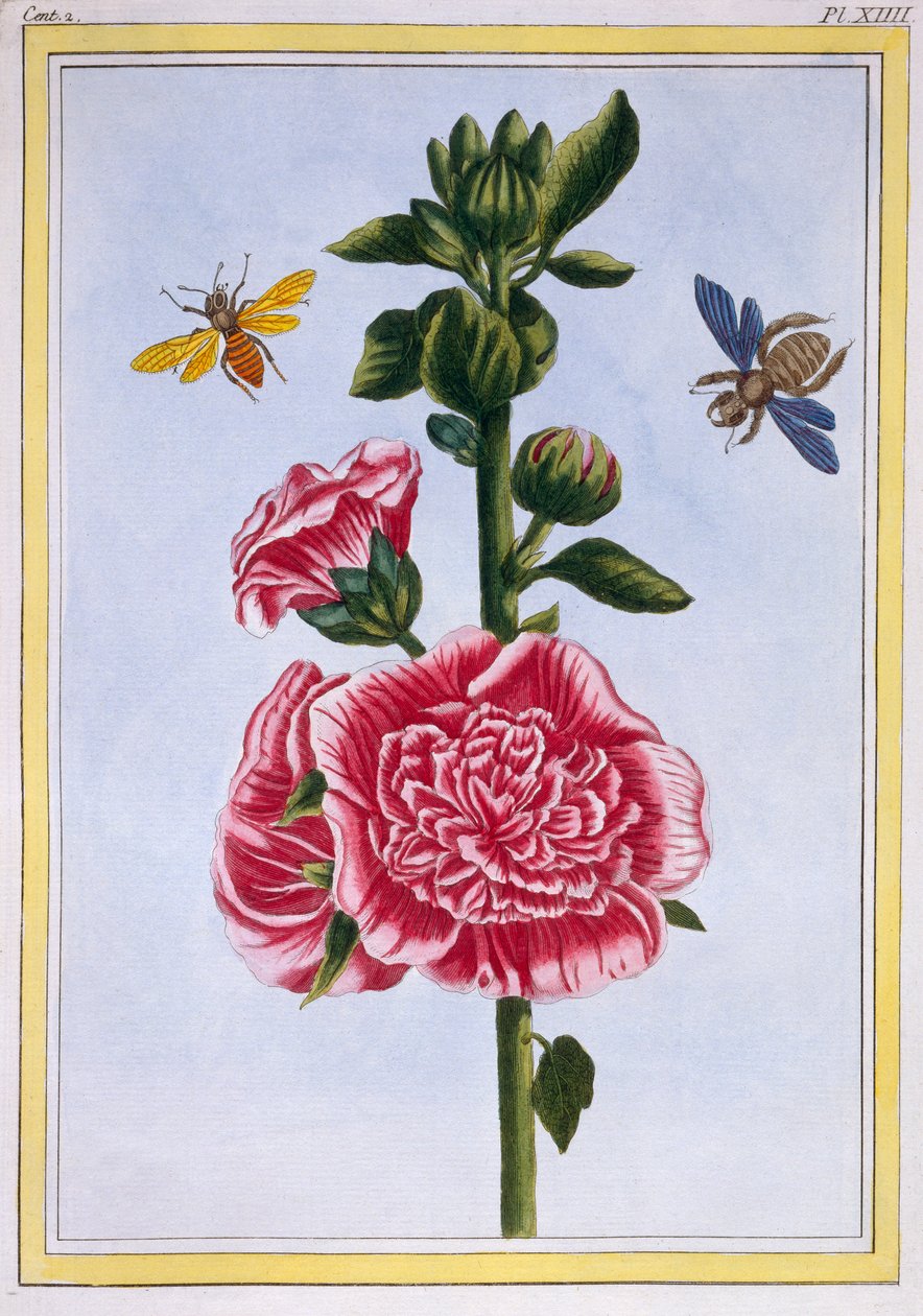 Passerose (Hollyhock), n.1776 (käsinvärinen kaiverrus) tekijältä Pierre Joseph Buchoz