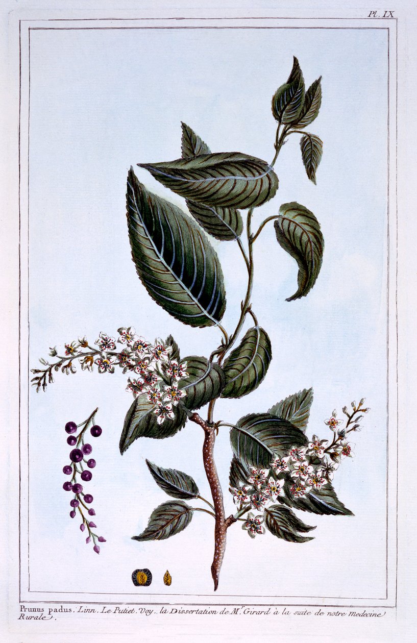 Prunus padus tai Bird Cherry, kuvitus kokoelmasta "Collection Precieuse et Enluminee Des Floura", Pierre Joseph Buchoz, julkaistu 1776 tekijältä Pierre Joseph Buchoz
