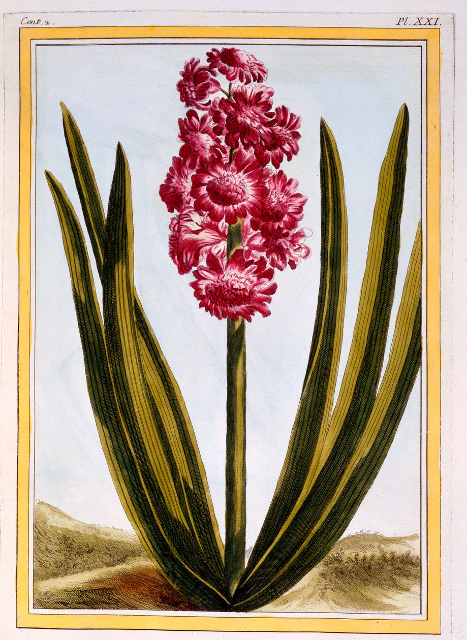 Royal Crimson, n. 1766 (käsinvärinen kaiverrus) tekijältä Pierre Joseph Buchoz