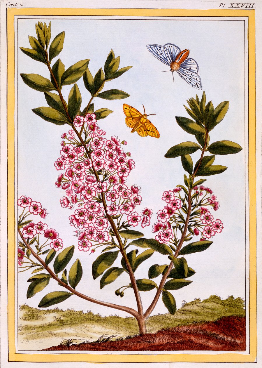 Lammaslaakerit (Kalmia angustifolia), n.1766 (käsinvärinen kaiverrus) tekijältä Pierre Joseph Buchoz