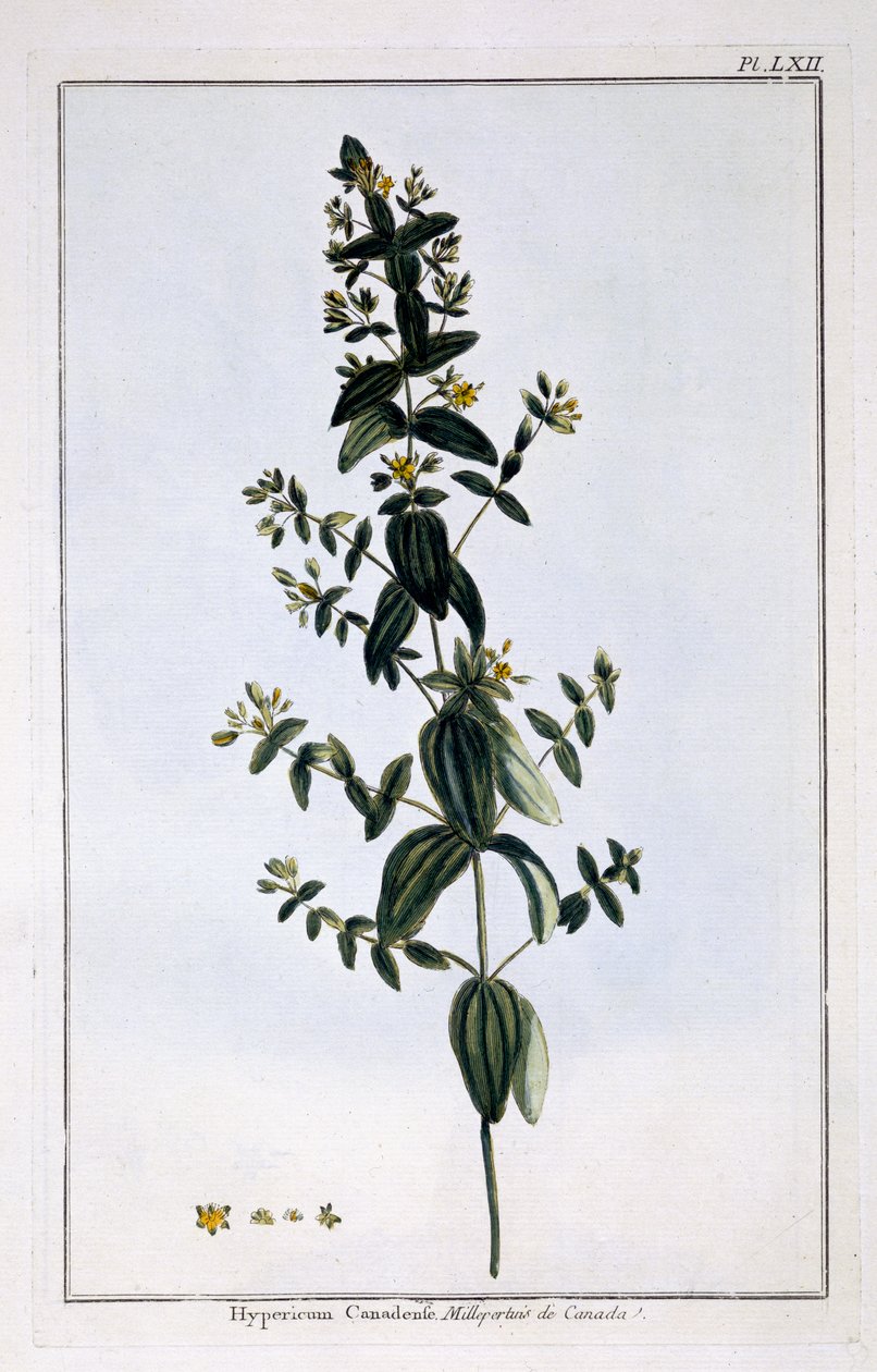 Mäkikuisma, levy 62, julkaisusta "Collection Precieuse et Enluminee", osa III (värikaiverrus) tekijältä Pierre Joseph Buchoz