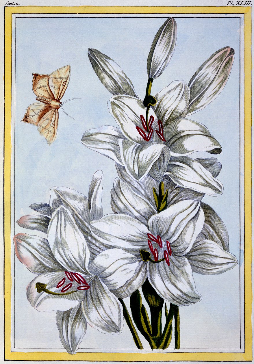 Suuri valkoinen lilja, n. 1766 (käsinvärinen kaiverrus) tekijältä Pierre Joseph Buchoz