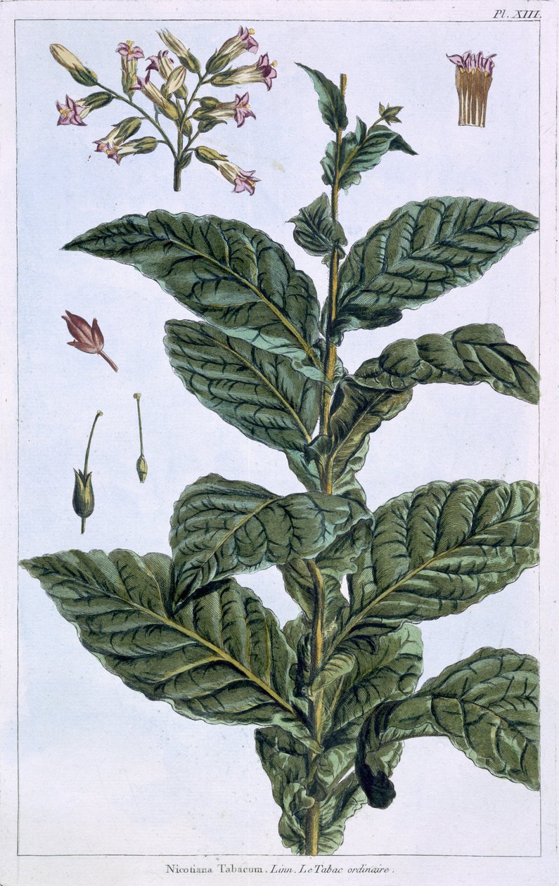 Tupakkakasvi, levy 7, "Collection Precieuse et Enluminee", osa III (värikaiverrus) tekijältä Pierre Joseph Buchoz