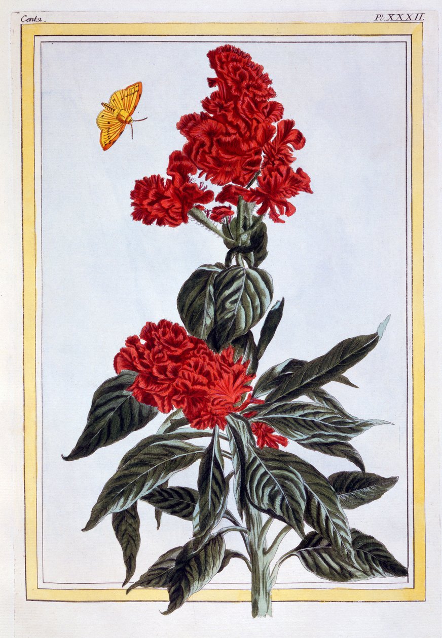 Amaranthus-lajike, n. 1766 (käsinvärinen kaiverrus) tekijältä Pierre Joseph Buchoz