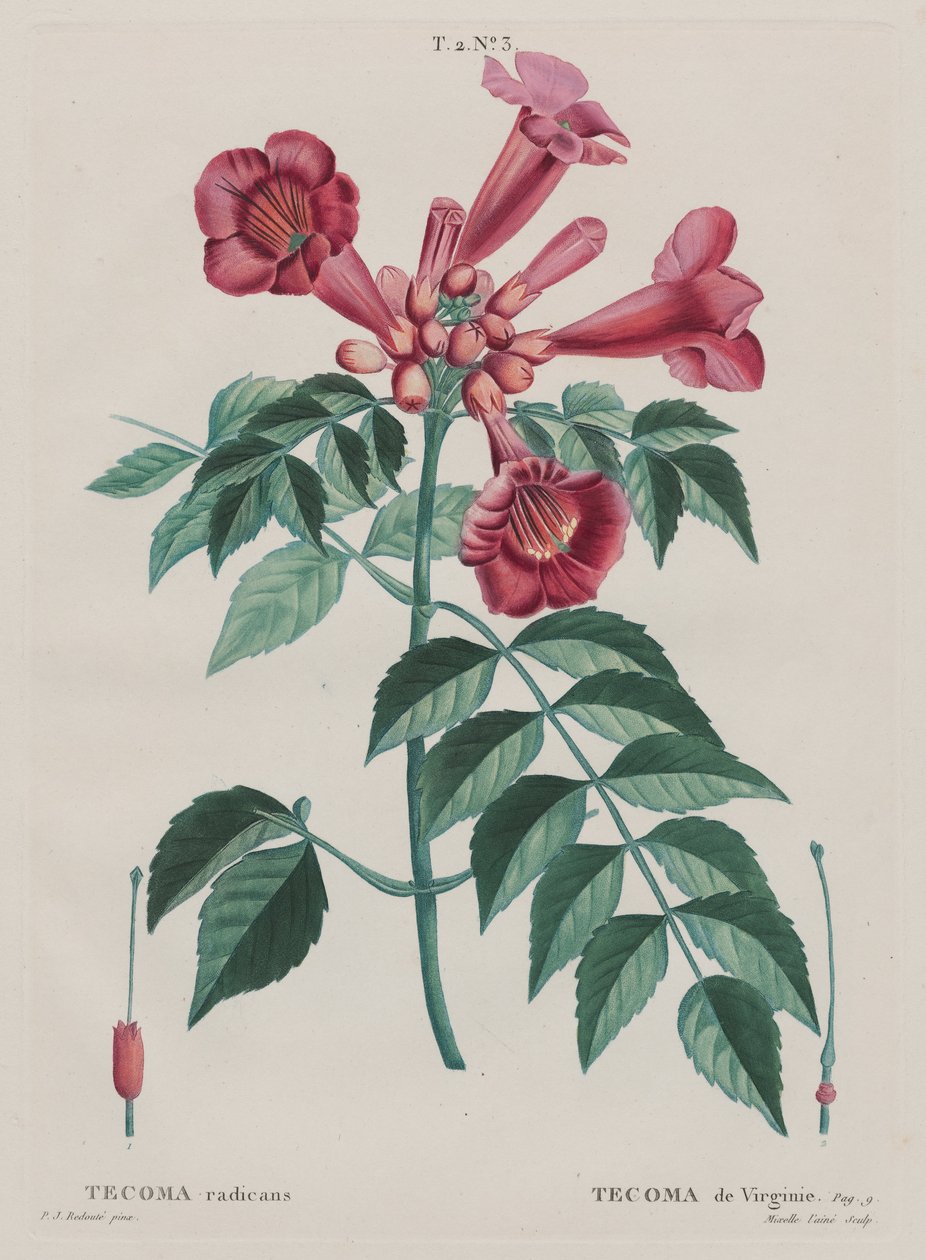 (Campsis radicans Trumpetin kiipeilijä). (T. 2, ei ... tekijältä Pierre Joseph Redouté