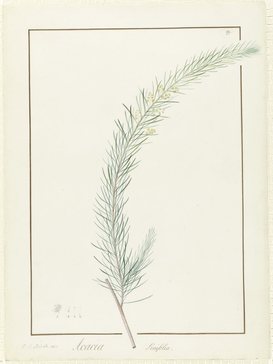 Acacia Linifolia, 1813 (wc ja vartaloväri grafiitin jäännösten päällä perunakalvolla) tekijältä Pierre Joseph Redouté