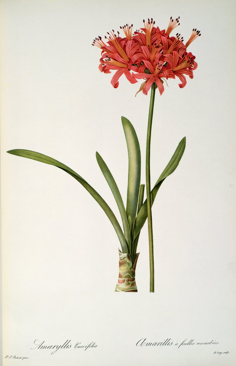Amaryllis Curvifolia, 1809, Pierre Redouten teoksesta "Les Liliacees", 8 osaa, julkaistu 1805-1616, tekijältä Pierre Joseph Redouté