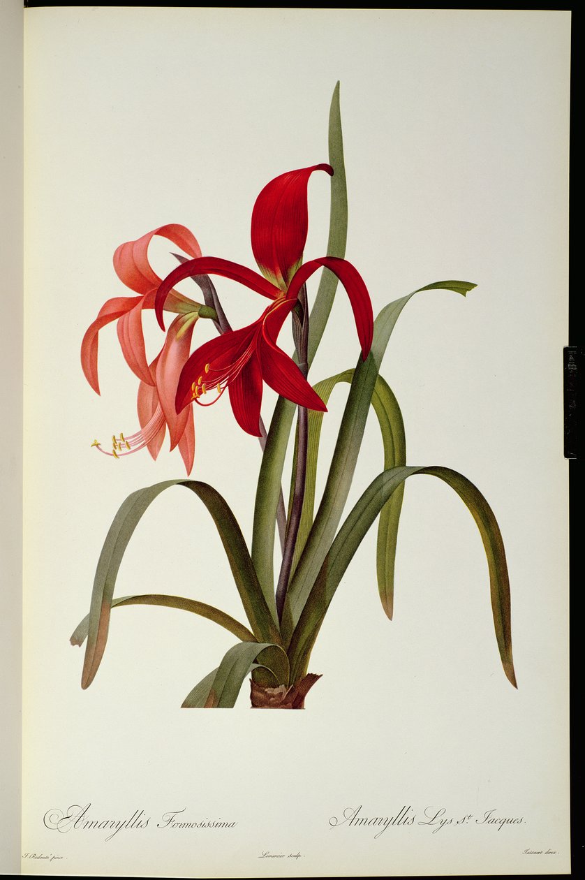 Amaryllis Formosissima, 1808, Pierre Redouten teoksesta "Les Liliacees", 8 osaa, julkaistu 1805-1816, tekijältä Pierre Joseph Redouté