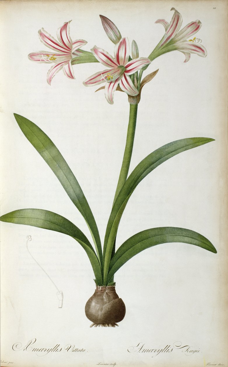 Amaryllis Vittata, Pierre Redouten teoksesta "Les Liliacees", 8 osaa, julkaistu 1805-1616, tekijältä Pierre Joseph Redouté