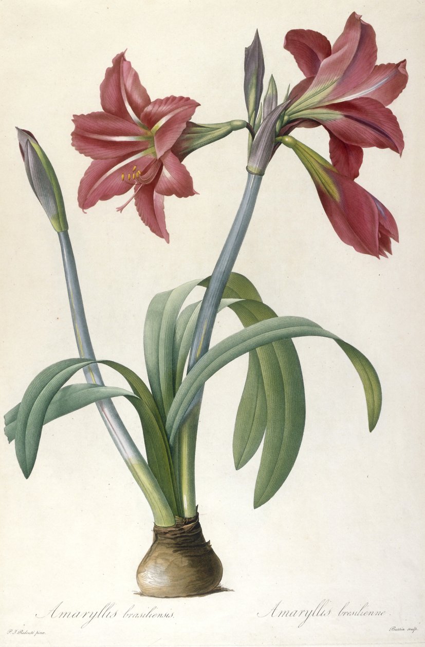 Amaryllis brasiliensis (Brasilian Amaryllis), 1816 tekijältä Pierre Joseph Redouté