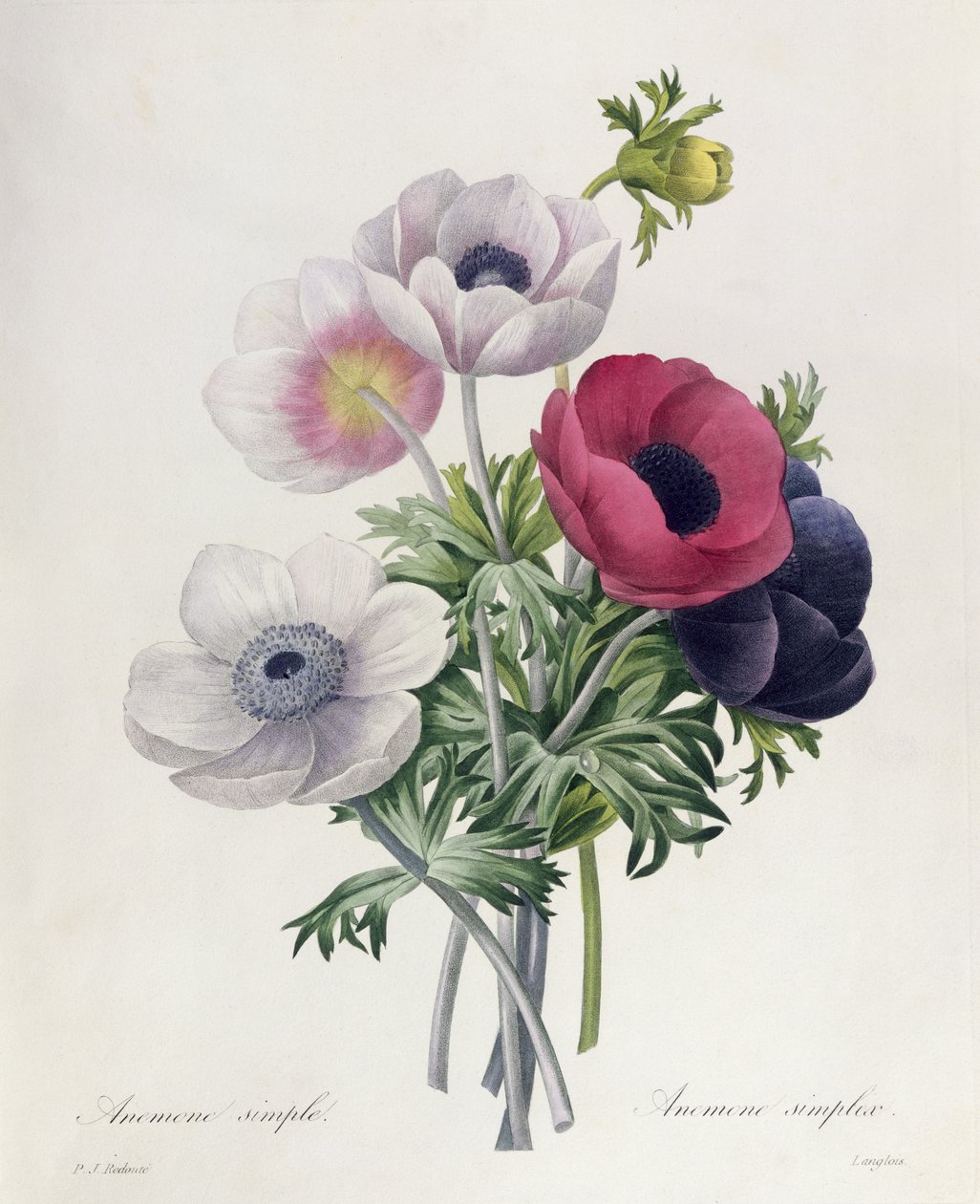 Anemone: Yksinkertainen, Les Choix des Plus Belles Fleursista tekijältä Pierre Joseph Redouté
