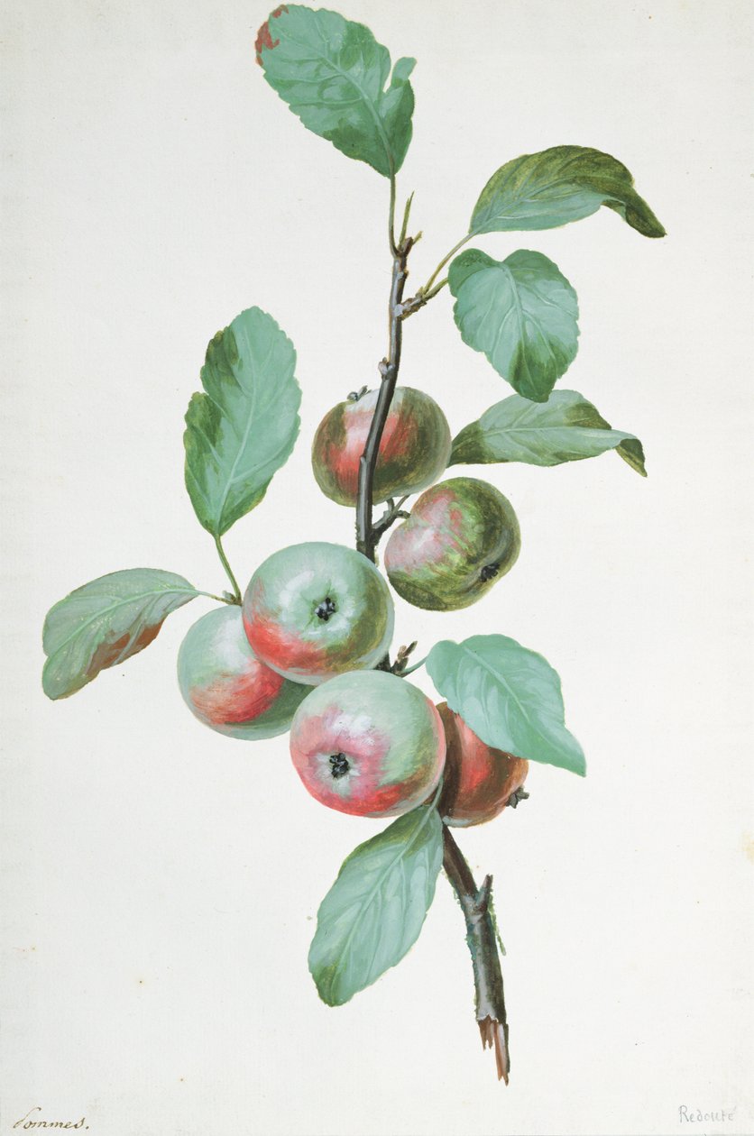Omenat tekijältä Pierre Joseph Redouté
