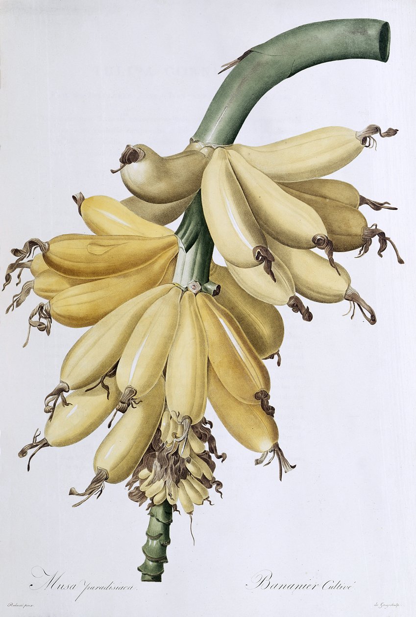 Banaani, 1816 tekijältä Pierre Joseph Redouté
