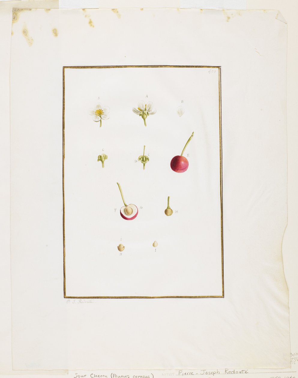 Kasvitieteellinen leikkaus: Hapankirsikka (Prunus cerasus), n. 1778-90 (wc ja grafiitti paperilla) tekijältä Pierre Joseph Redouté