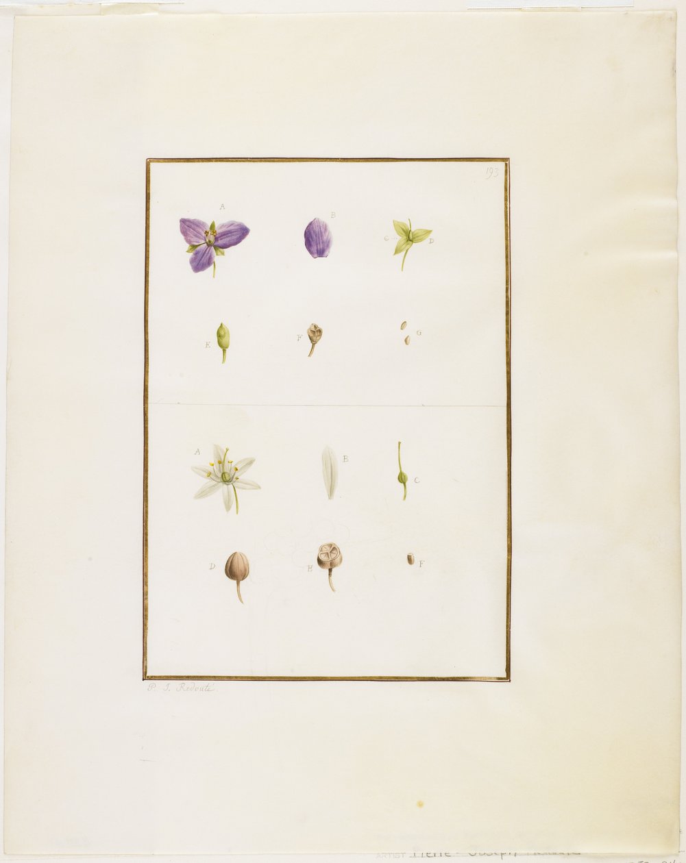 Kasvitieteellinen leikkaus: Spiderwort ja Senna, n. 1778-90 (wc ja grafiitti paperilla) tekijältä Pierre Joseph Redouté