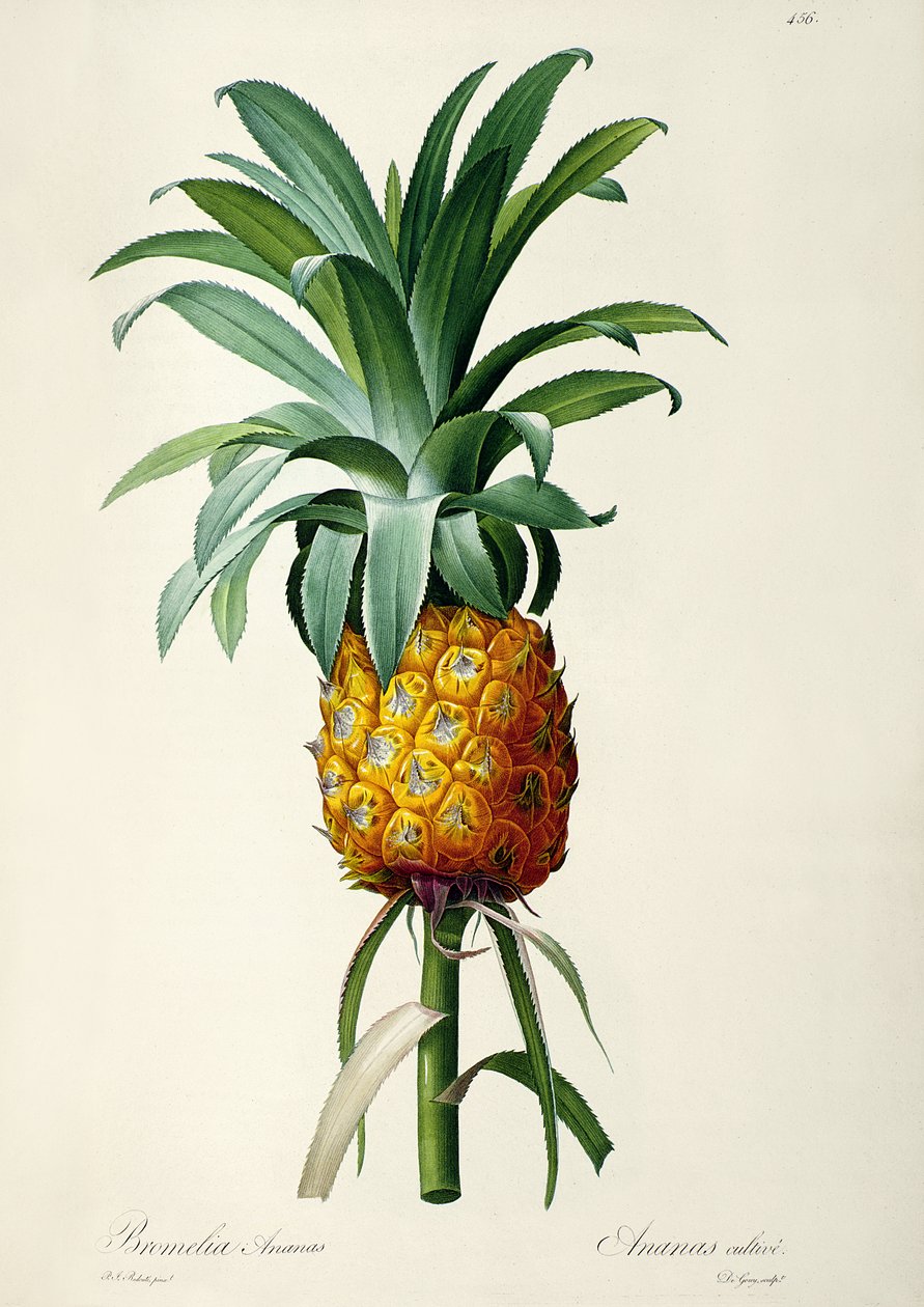 Bromeliad Pineapple, "Les Bromeliacees" tekijältä Pierre Joseph Redouté