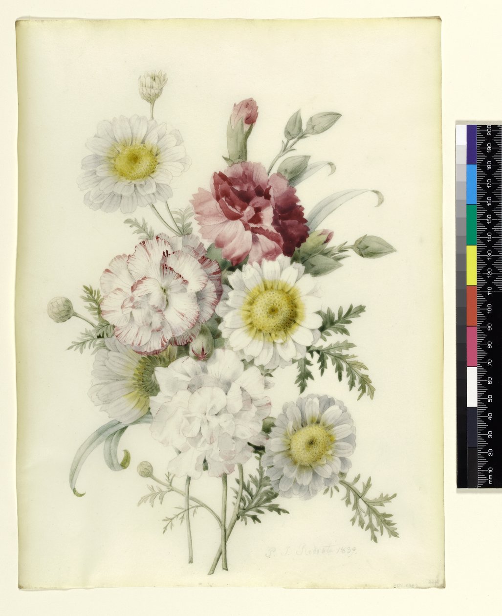Nippu seka neilikka- ja valkokehäkukka, 1839 (lyijykynä ja wc vellum) tekijältä Pierre Joseph Redouté