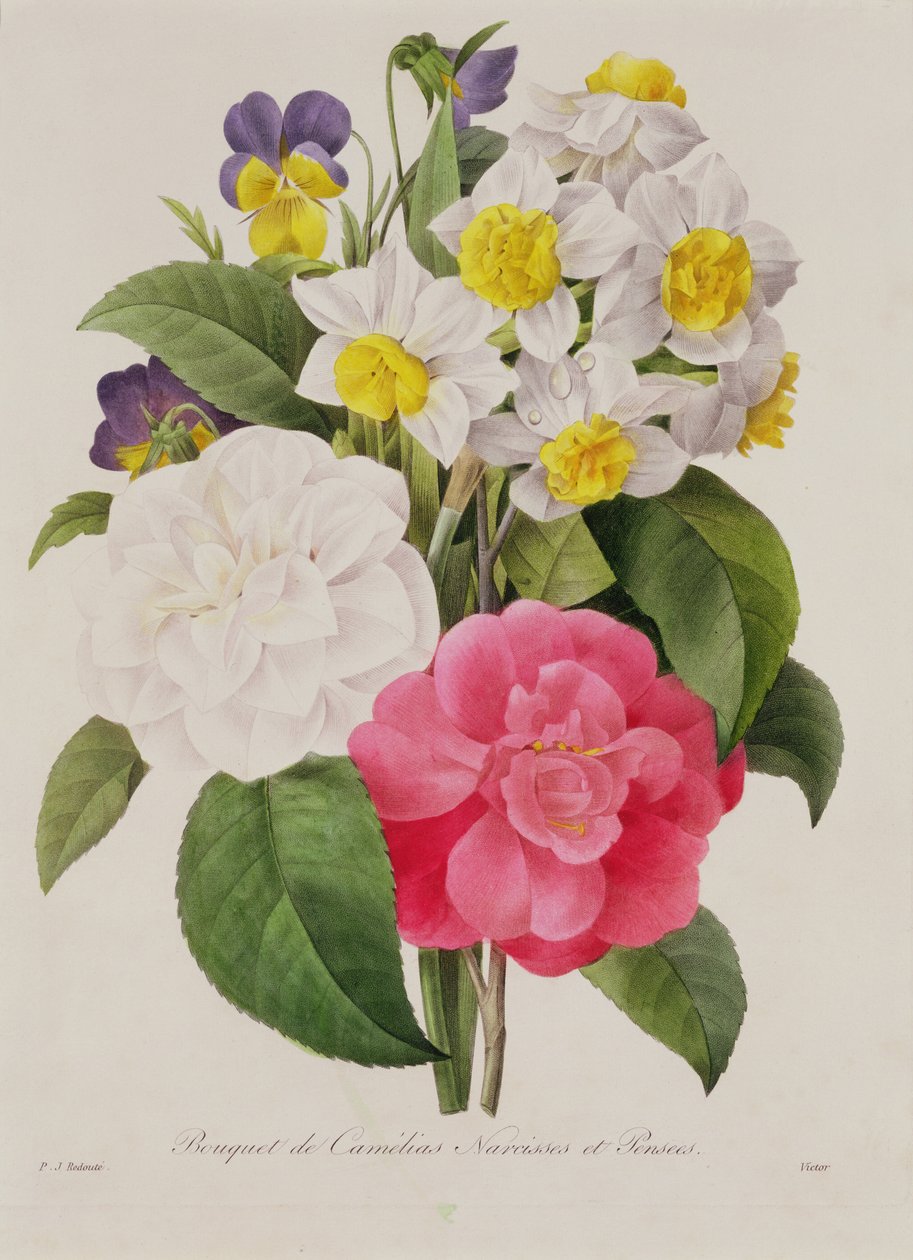 Camellias, Narcissus ja Orvokit, kaiverrus Victor, pub. 1827 (käsinvärinen pistekaiverrus) tekijältä Pierre Joseph Redouté
