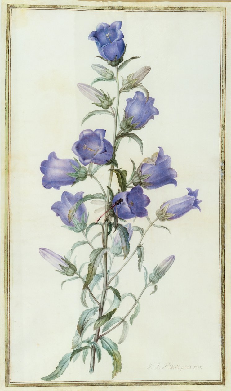 Kampanula: Medium (Canterbury Bell) 1787 tekijältä Pierre Joseph Redouté