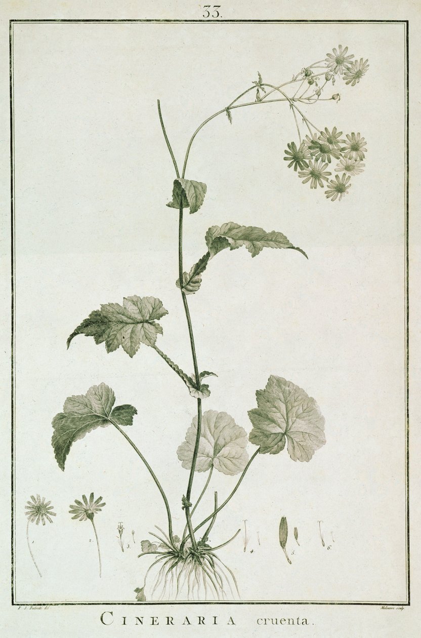 Cineraria Cruenta, "Sertum Angelicum", julkaistu 1788 tekijältä Pierre Joseph Redouté