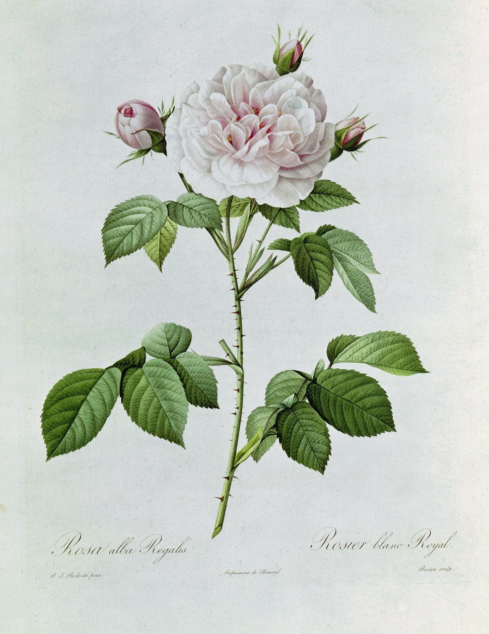 Claude-Antoine Thory Ruusut. Kuvitus: rosa alba regalis (värilitografia). tekijältä Pierre Joseph Redouté