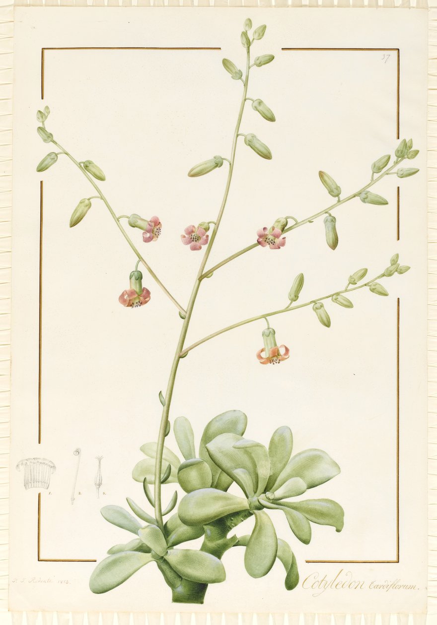 Cotyledon Cardiflorum, 1813 (wc ja vartaloväri grafiitin päällä perunakalvolla) tekijältä Pierre Joseph Redouté