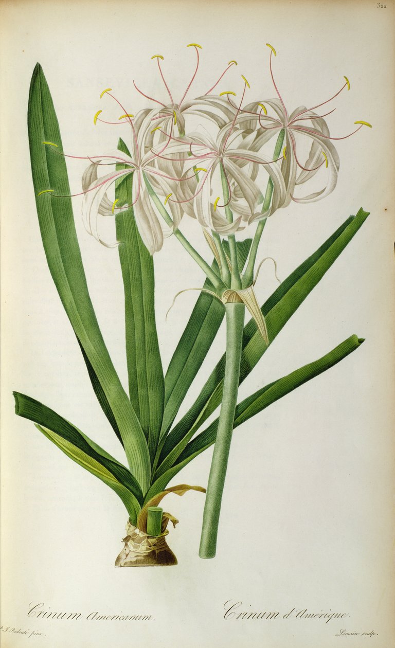Crinum Americanum, teoksesta "Les Liliacees", 1805-16 tekijältä Pierre Joseph Redouté